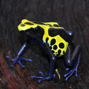 Dendrobates tinctorius Lawa