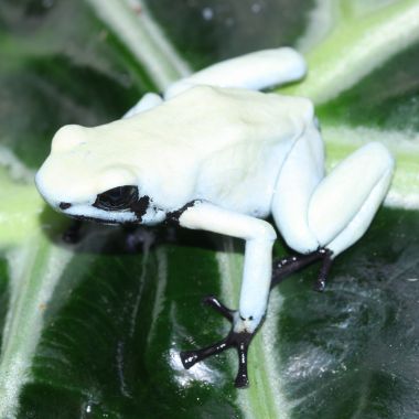 Adelphobates galactonotus Moonshine