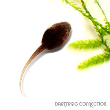 Phyllobates Terribilis Orange Tadpole