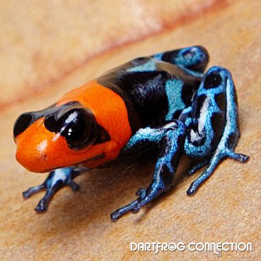 Ranitomeya benedicta Shucushuyacu