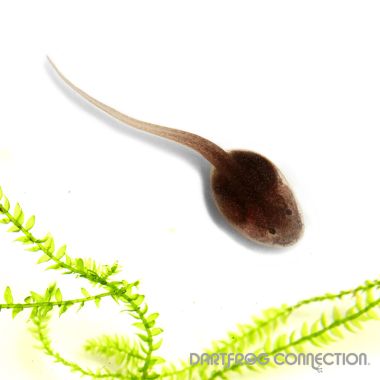 Ranitomeya Imitator  veradero Tadpole