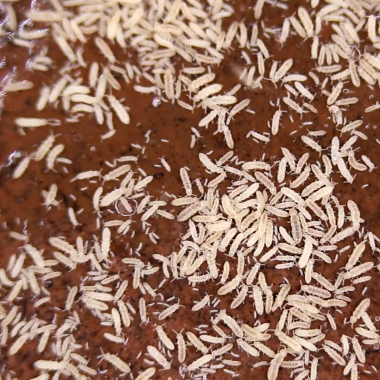 Temperate White Springtails - Folsomia Candida